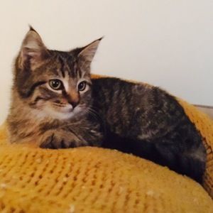 Meet your Posher, Caitlin